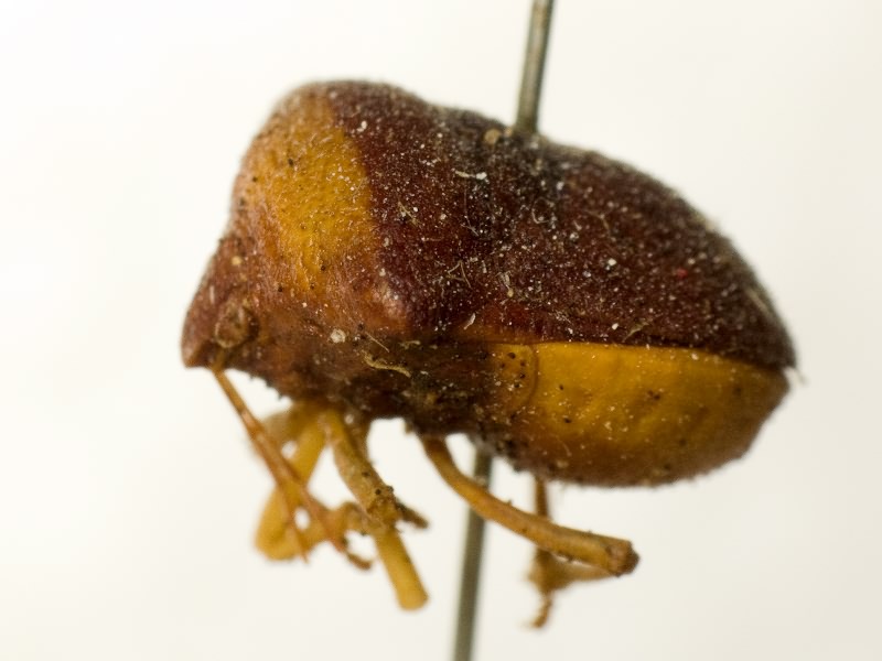 Ventocoris trigonus (Krynicki, 1871)